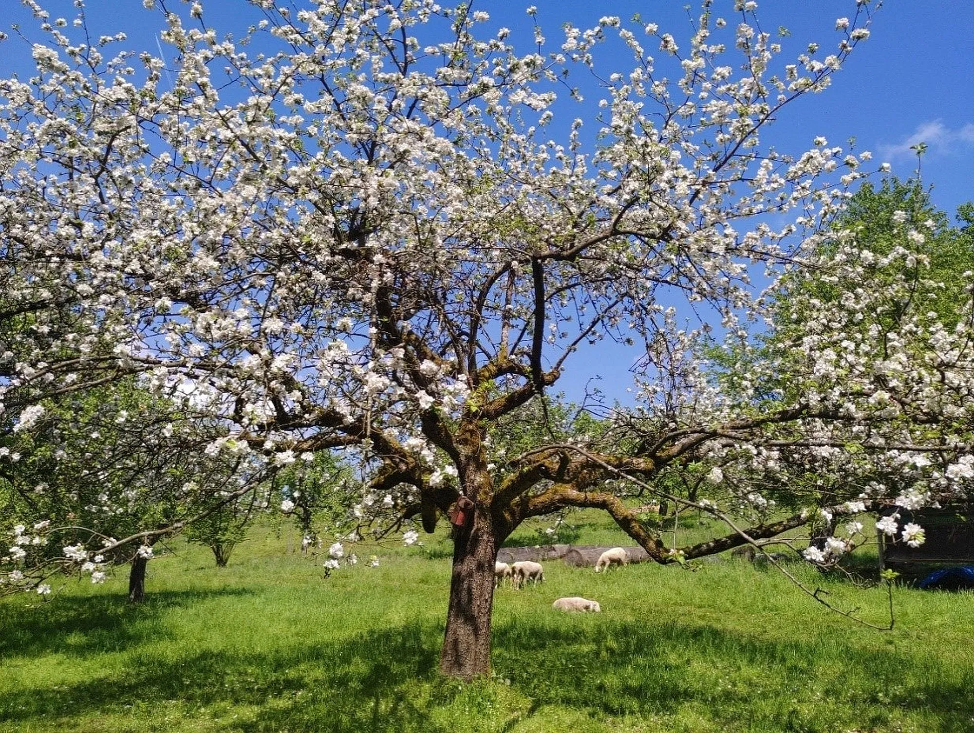 Mehr als 150 Obstbäume gepflanzt und über 350 Altbäume saniert