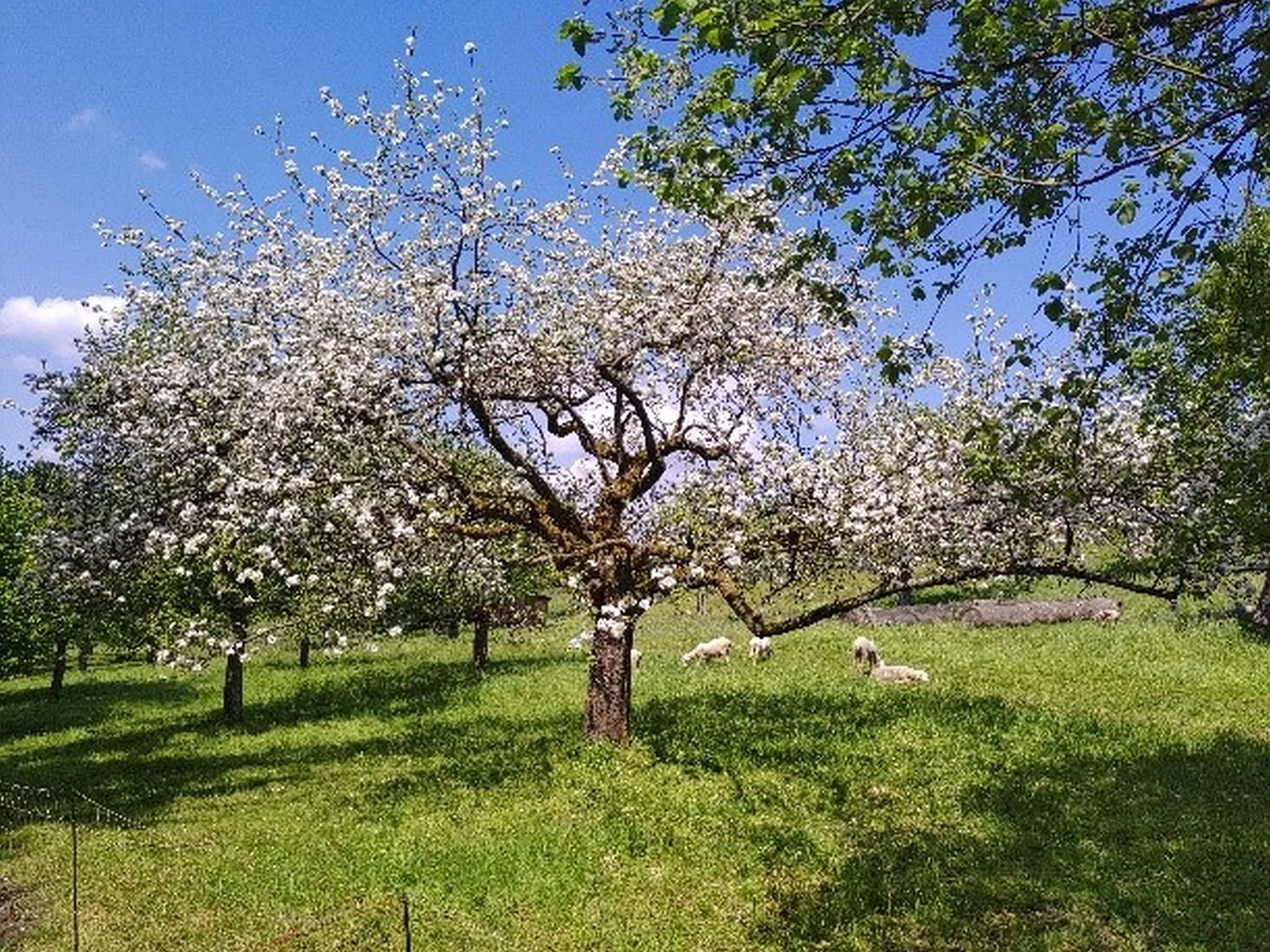 Wiesenmeisterschaft: Wer hat die Schönste im ganzen Land?