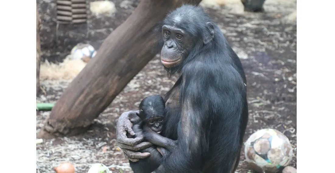 Zoo Frankfurt: Große Freude über kleinen Bonobo