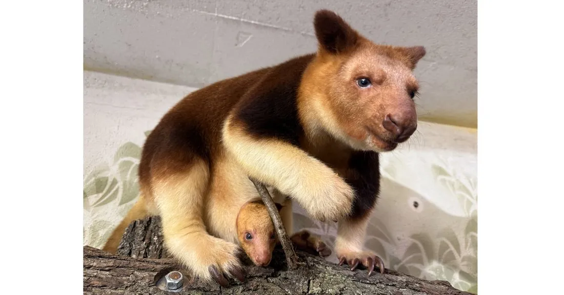 Zoo Frankfurt: Baumkänguru-Weibchen trägt Jungtier im Beutel