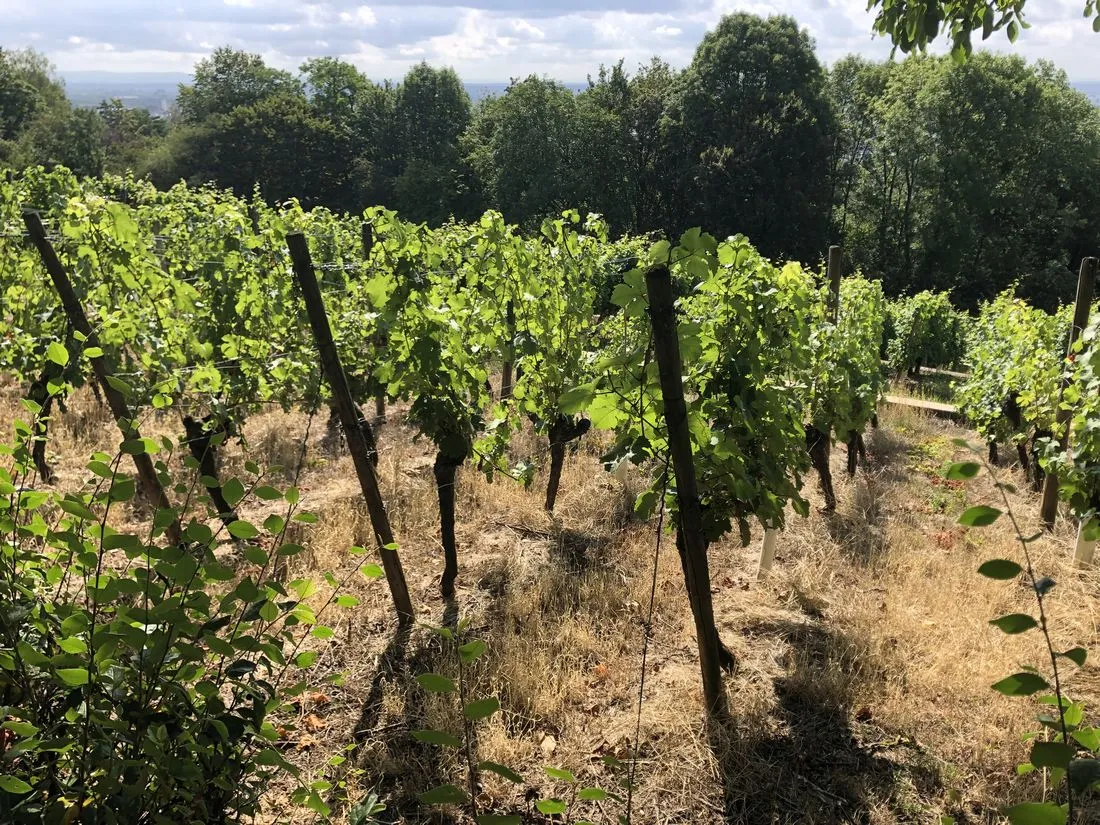 Abtsberg-Wein-Wetter-Aussichten