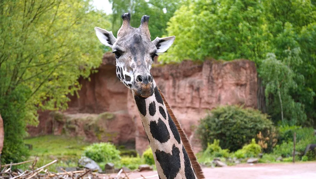 Zoo Frankfurt: Neuzugang bei den Giraffen