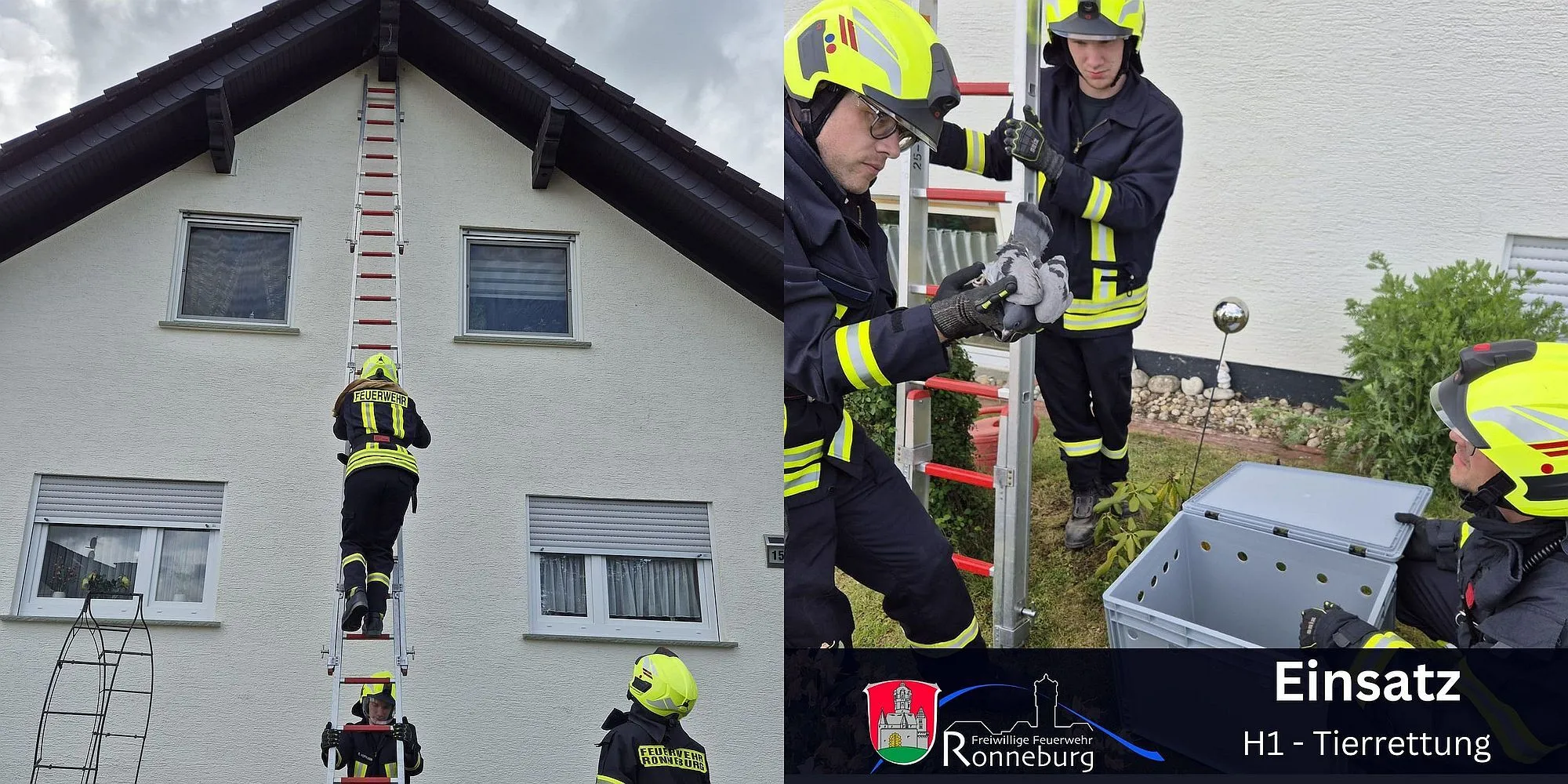 Ronneburg: Feuerwehr rettet verletzte Taube