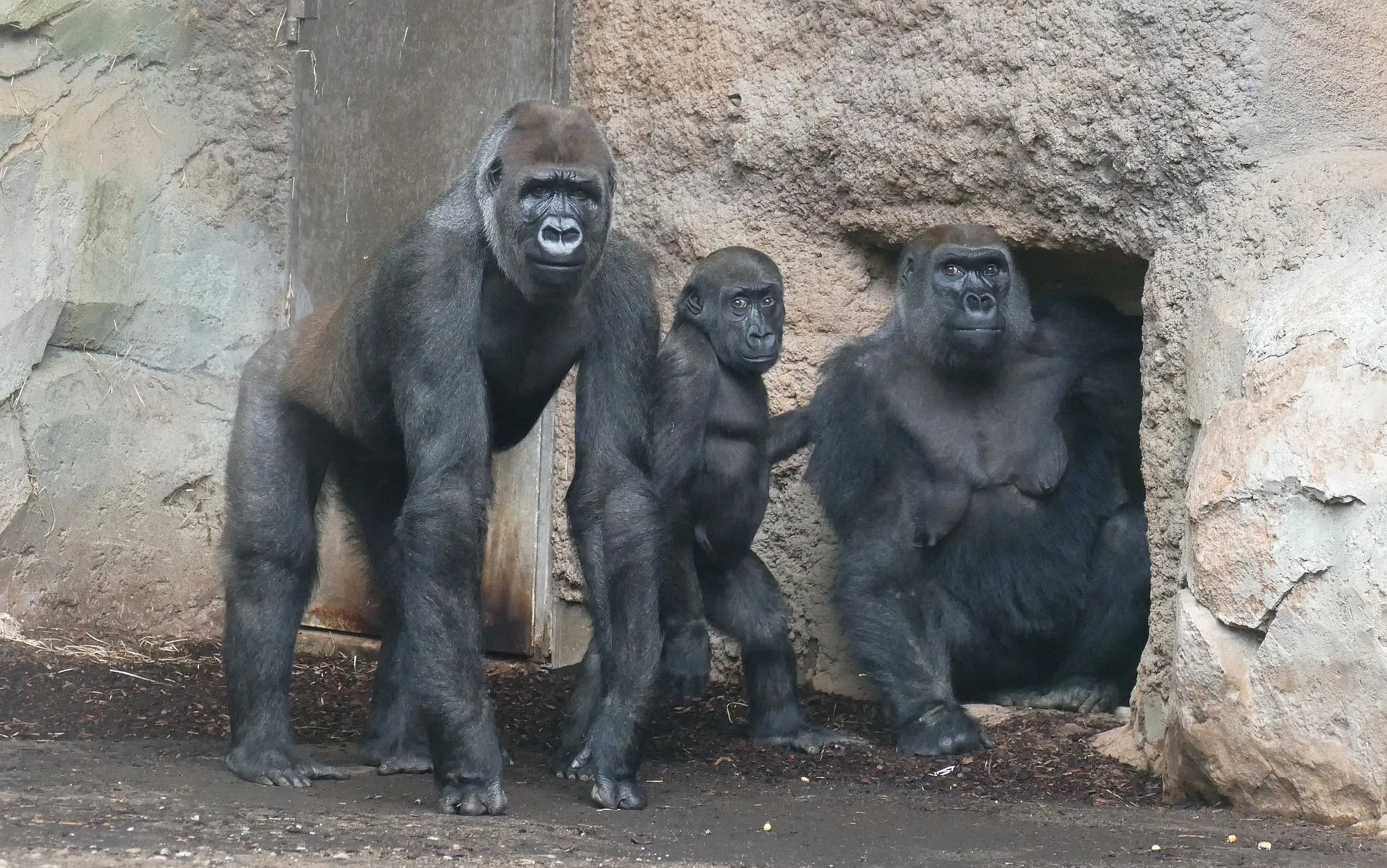 Zoo Frankfurt: Drei neue Gorillas ins Menschenaffenhaus Borgori-Wald eingezogen